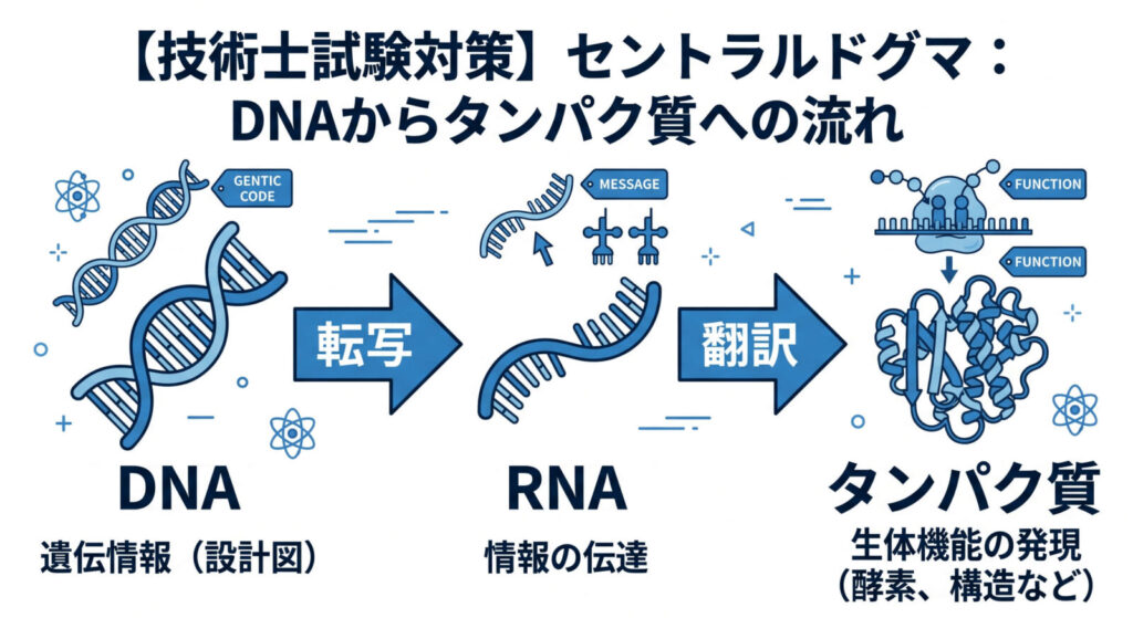 セントラルドグマにおけるDNAからRNA、タンパク質への情報の流れ