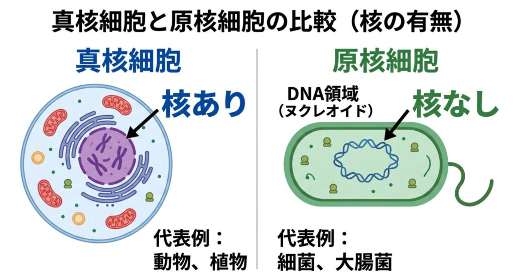 真核細胞と原核細胞の違いを核の有無で比較した図